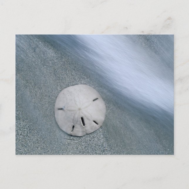 Carte Postale Dollar de sable sur la plage | Île de Sanibel, Flo (Devant)