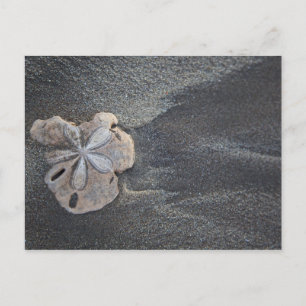Carte Postale Dollar des sables sur le sable