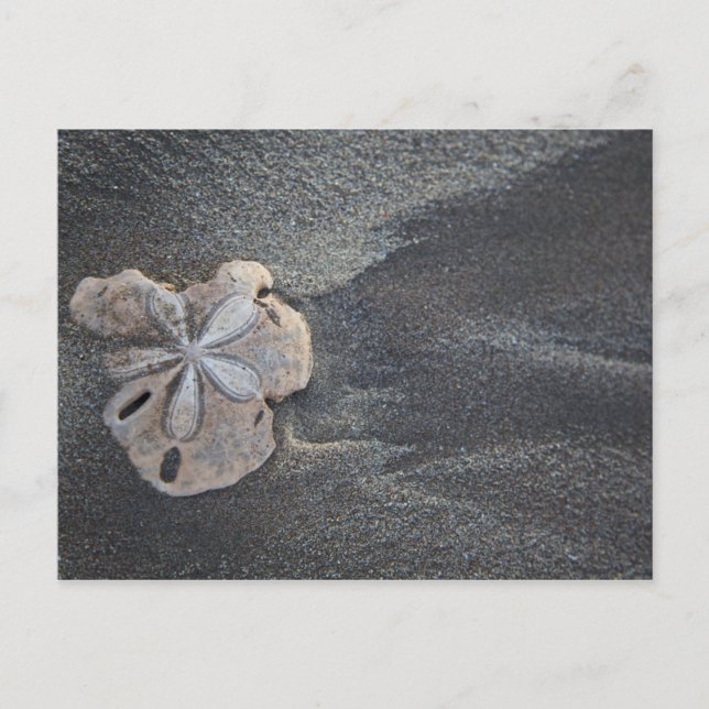 Carte Postale Dollar des sables sur le sable (Devant)
