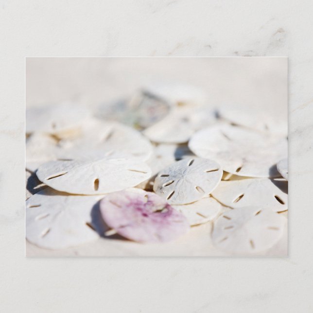 Carte Postale Dollars de sable (Devant)