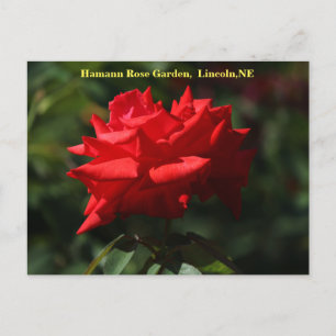 Carte postale Dolly Parton HRG 700 2014