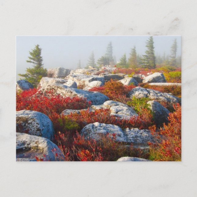 Carte Postale Dolly Sods Wilderness Tombe Pittoresque Avec Fog (Devant)