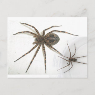 Carte Postale Dolomedes Homme & Femme Araignées