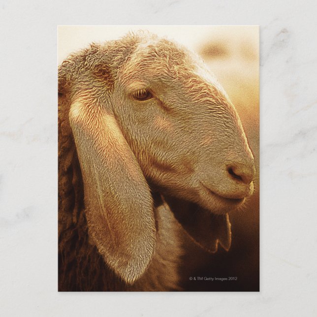 Carte Postale Dolomites de moutons à longue maturité, Italie (Devant)