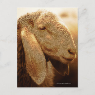 Carte Postale Dolomites de moutons à longue maturité, Italie