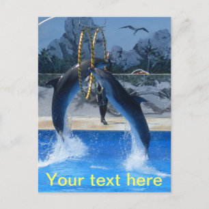 Carte postale Dolphin