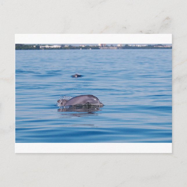 Carte postale Dolphin (Devant)