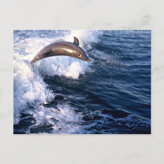 Carte Postale Dolphin (Devant)