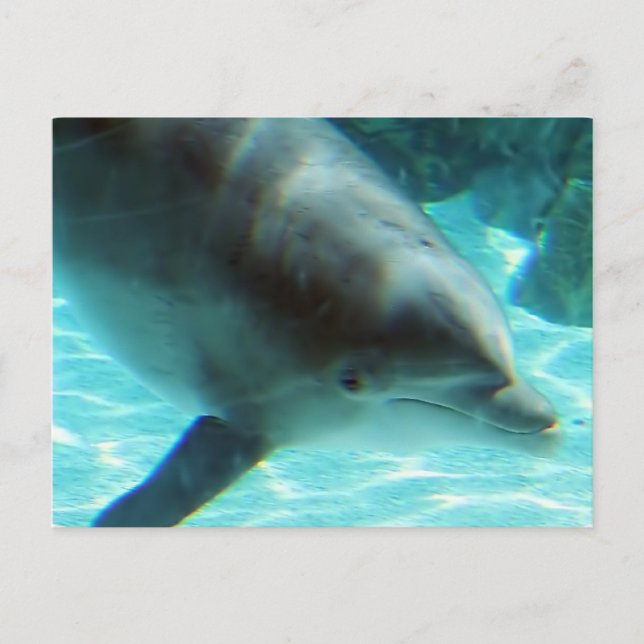 Carte postale Dolphin commune (Devant)