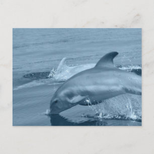 Carte postale Dolphin de plongée
