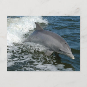 Carte postale Dolphin sauvage