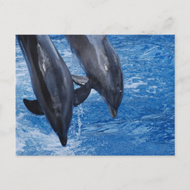 Carte postale Dolphin Show (Devant)