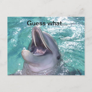 Carte postale Dolphin souriant