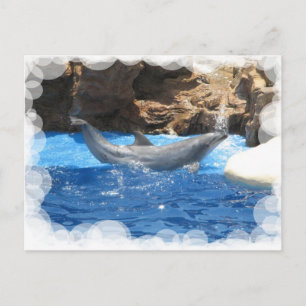 Carte postale Dolphin Tricks