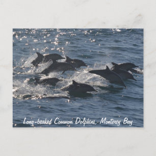 Carte postale Dolphins communs à long bec