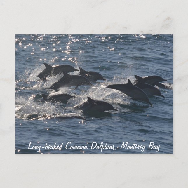Carte postale Dolphins communs à long bec (Devant)