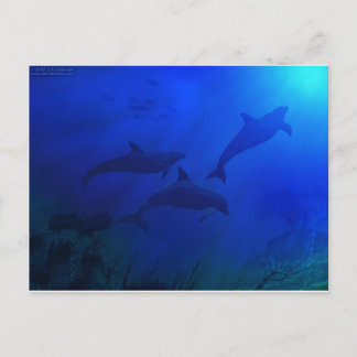 CARTE POSTALE DOLPHINS SOUS L'EAU