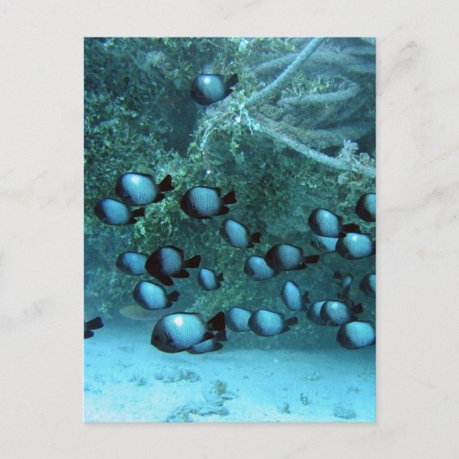 Carte Postale Domino Damsel Fishes (Devant)