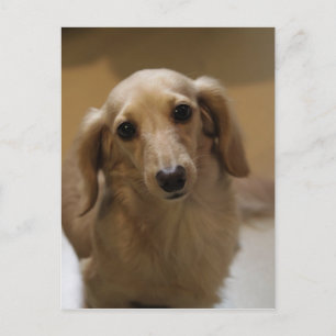 Carte Postale Donc mignon Dachschund Puppy