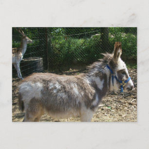 Carte postale Donkey