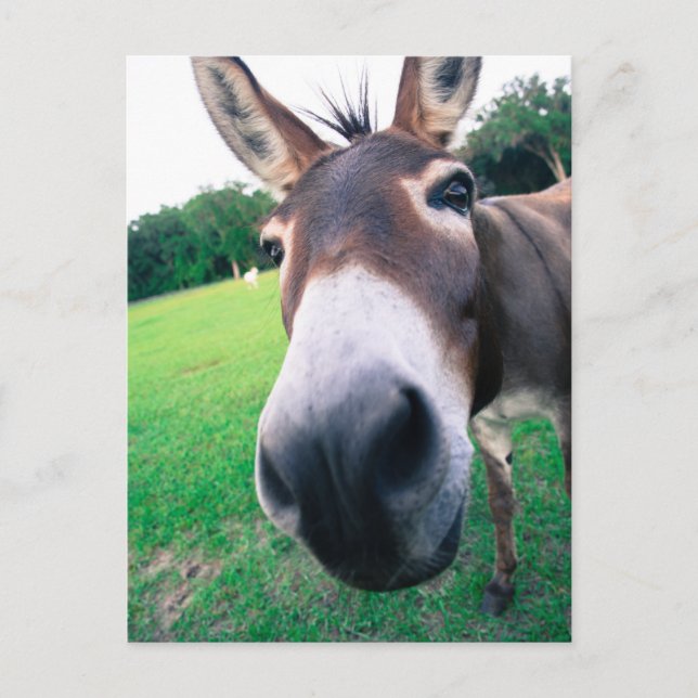 Carte Postale Donkey (Devant)