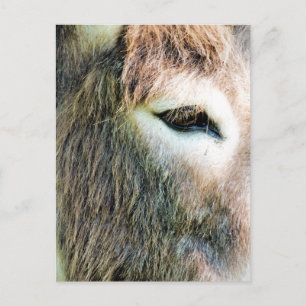 CARTE POSTALE DONKEY