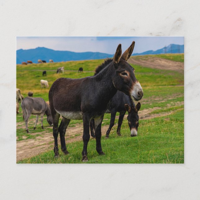 Carte Postale Donkey (Devant)