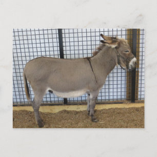 Carte Postale Donkey