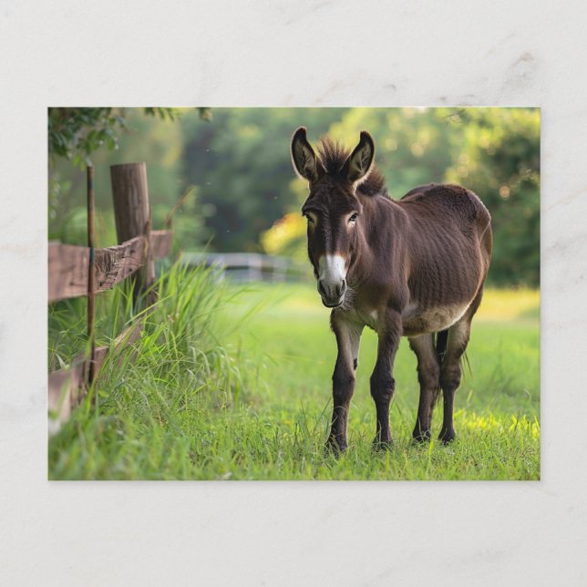 Carte postale Donkey (Devant)