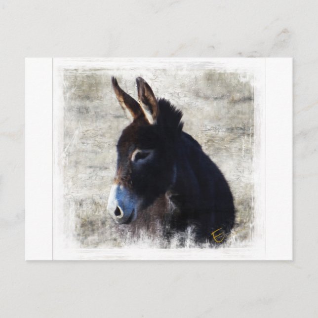 Carte Postale Donkey (Devant)
