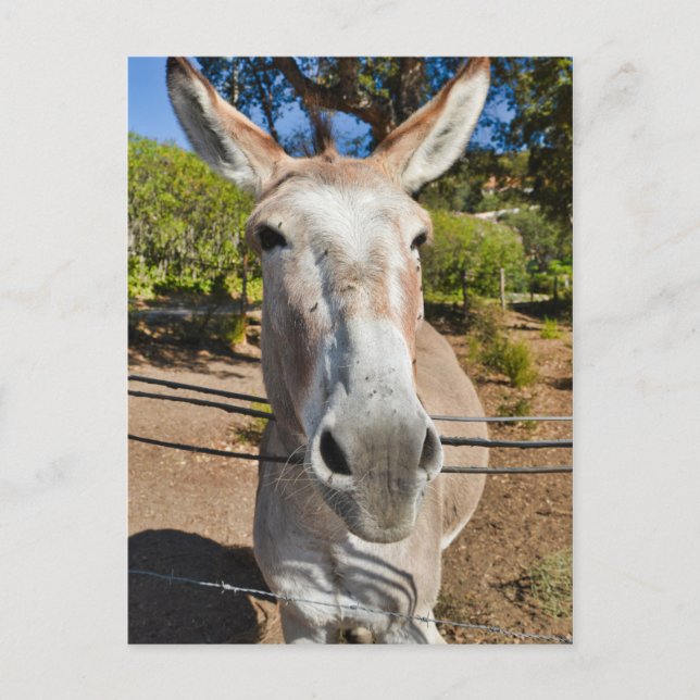 Carte Postale Donkey (Devant)