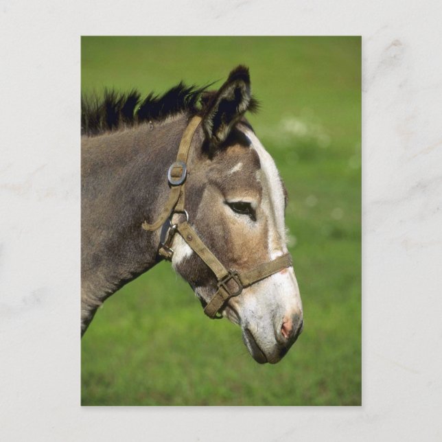 Carte Postale Donkey (Devant)
