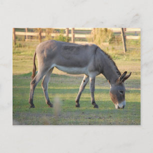 Carte Postale Donkey