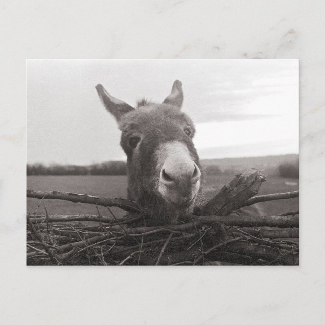 Carte Postale Donkey amical - Photo Vintage (Devant)