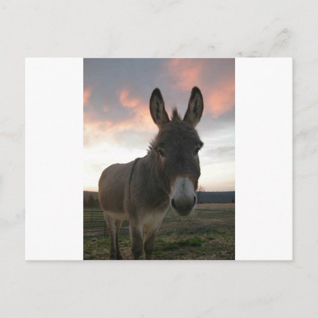 Carte Postale Donkey Art (Devant)