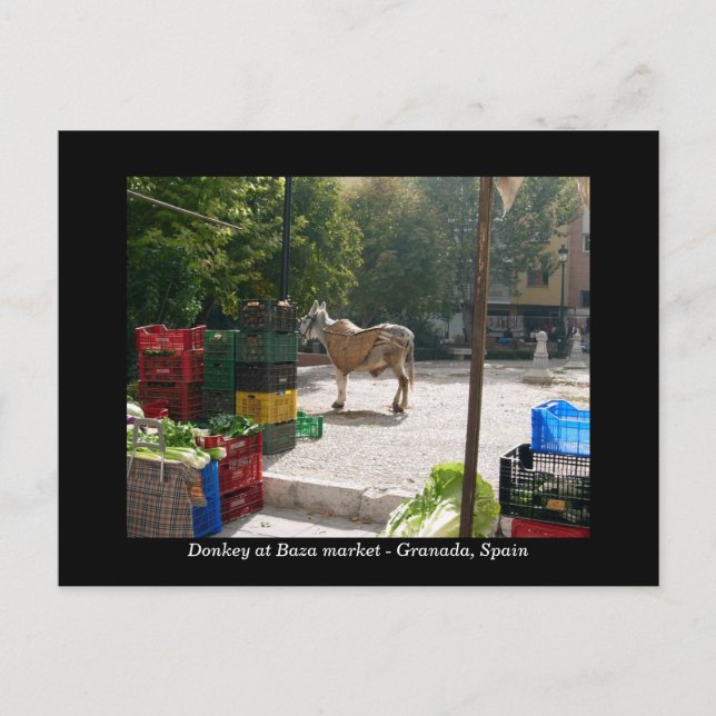 Carte Postale Donkey au marché de Baza - Grenade, Espagne (Devant)