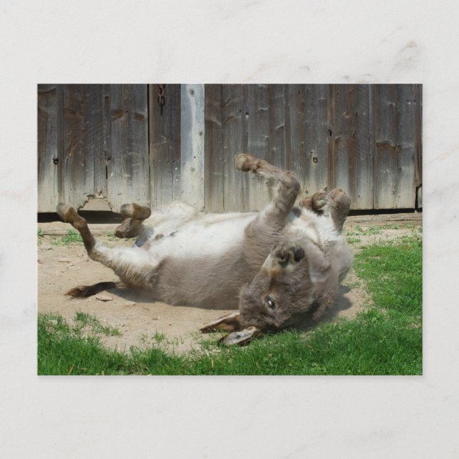 Carte Postale Donkey Avec Bain (Devant)