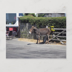 Carte Postale Donkey by the Gate