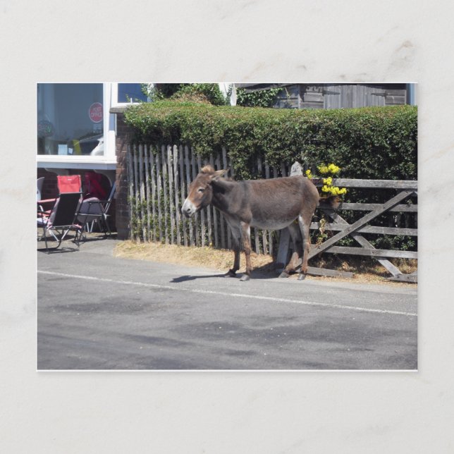 Carte Postale Donkey by the Gate (Devant)