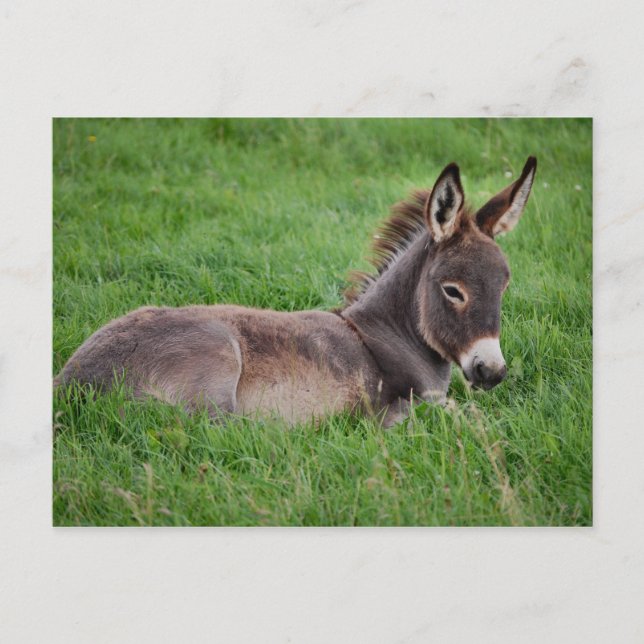 Carte Postale Donkey Dans L'Herbe (Devant)