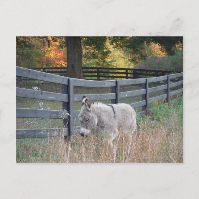 Carte Postale Donkey dans un champ d'automne (Devant)