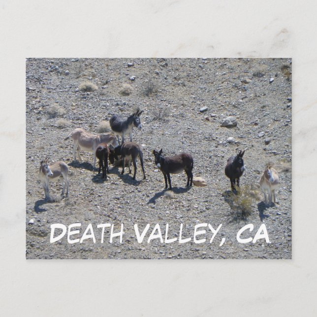 Carte postale Donkey de la vallée de la Mort ! (Devant)