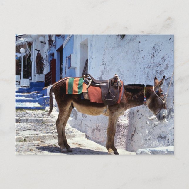 Carte Postale Donkey, Fira Santorini, Grèce (Devant)