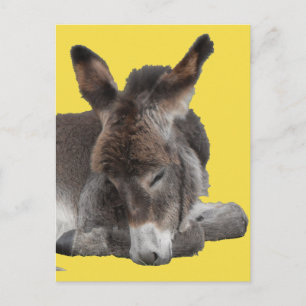 Carte Postale Donkey Foal