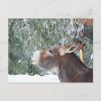 Carte postale Donkey Holiday