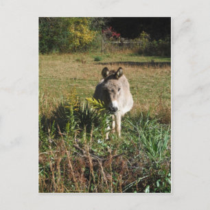 Carte Postale Donkey picking yellow Autumn