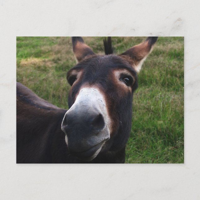 Carte postale Donkey souriant (Devant)