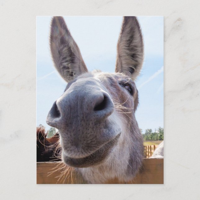 Carte postale Donkey souriant (Devant)