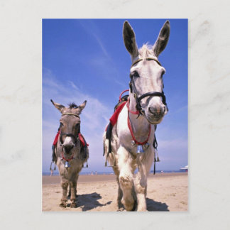 Carte Postale Donkeys, Blackpool Beach, Angleterre