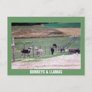 CARTE POSTALE DONKEYS & LLAMAS